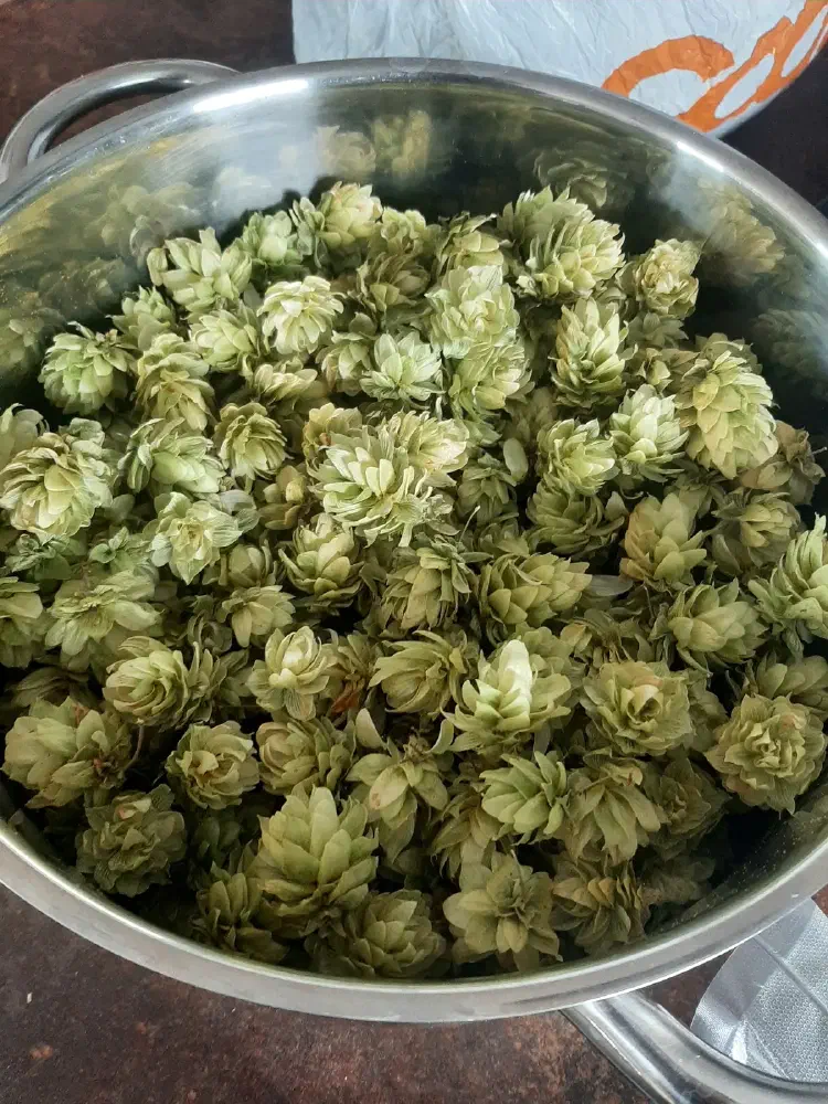 Hop Harvest 2022