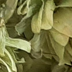 Hop Harvest 2022