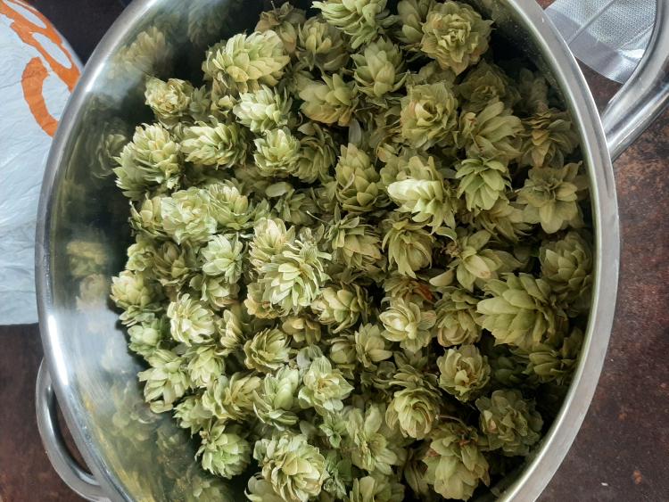 Sklizeň chmele 2022